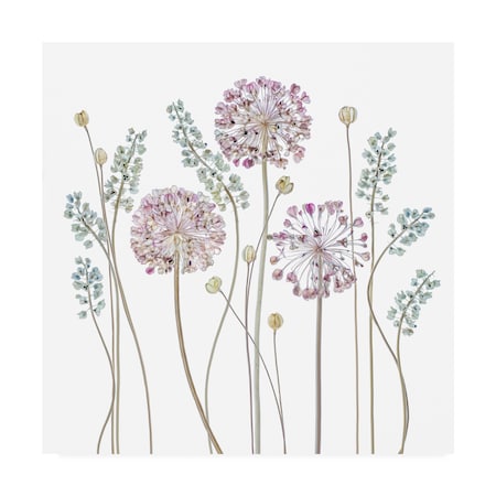 Mandy Disher 'Allium' Canvas Art,14x14